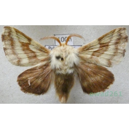 Malacosoma castrensis (Linnaeus, 1758) male Barczatka wilczomleczówka Poland100n